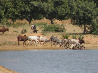 14 Le Betail S Abreuve